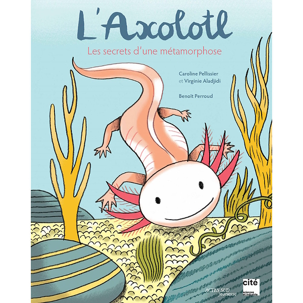 L Axolotl - Les Secrets D Une Metamorphose