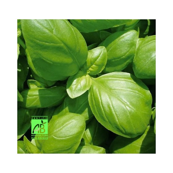 Basilic Grand Vert - La SAUGE x La Cité