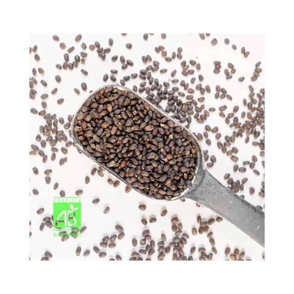 Basilic Grand Vert - La SAUGE x La Cité